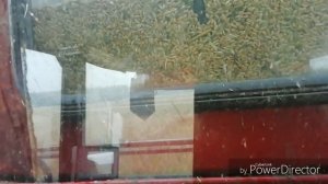 Установил стеблеподъемники на жатку комбайна Палесье КЗС-1218!