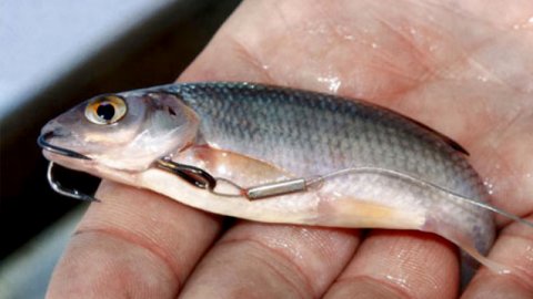 Как насадить живца на крючок.