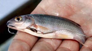 Как насадить живца на крючок.