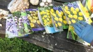 Что посадить в октябре? Мои подзимние посадки