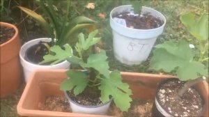 ИНЖИР. ПЛАНЫ на ЧЕРЕНКОВАНИЕ. Американские и французские сорта. FIGS' cuttings