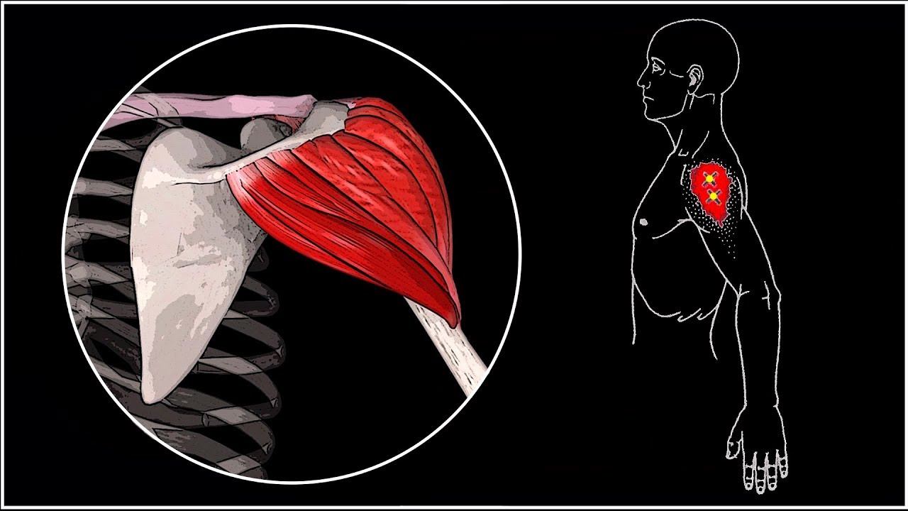 БОЛИТ ПЛЕЧО  Дельтовидная мышца: анатомия, функции, триггерные точки, упражнения ⭐ SLAVYOGA