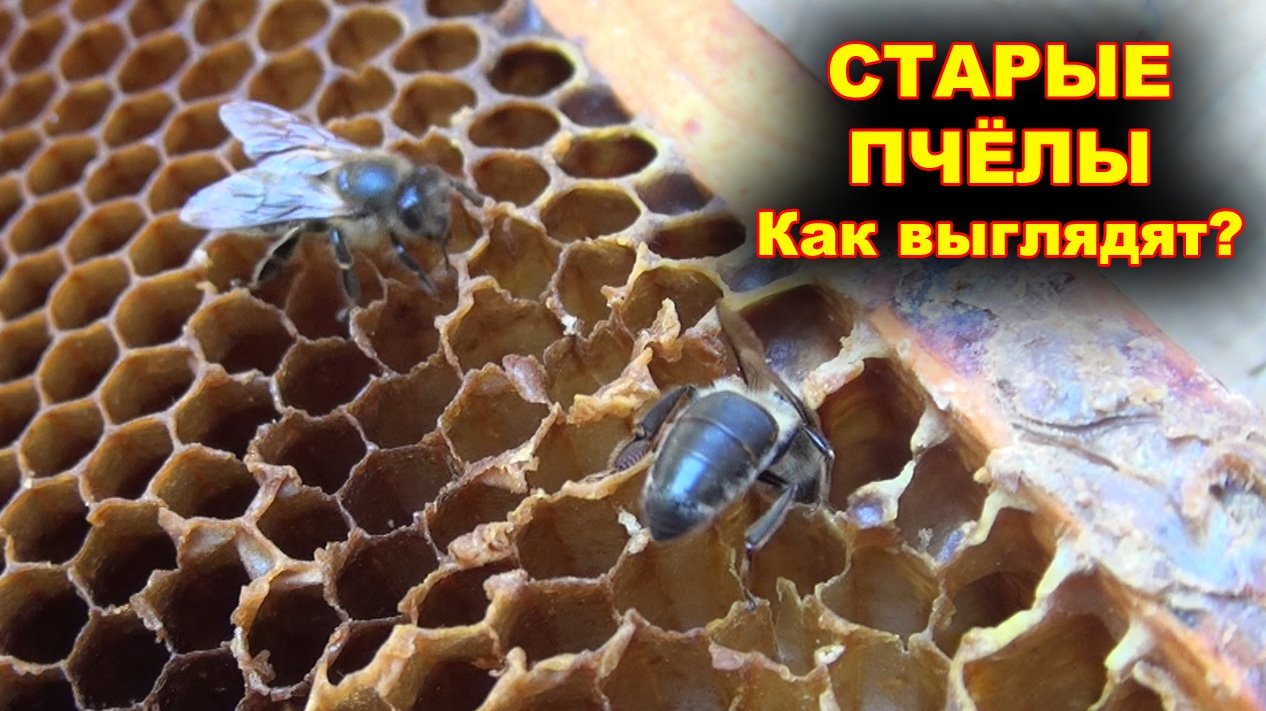 Старые пчёлы. Как выглядят?