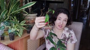 Хойя Rp - 003. Цветение и обзор сорта