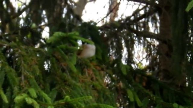 Воробьи. Октябрь.  Удачная фотохота. смотреть онлайн