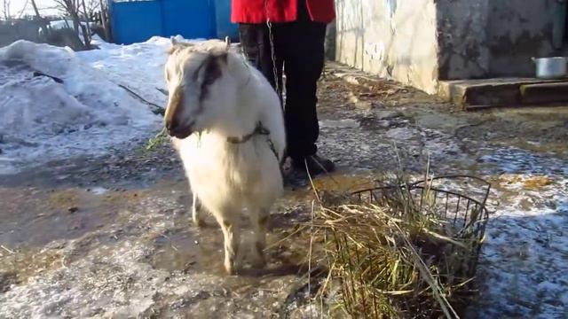 продается козочка Ламанча в Старобешево