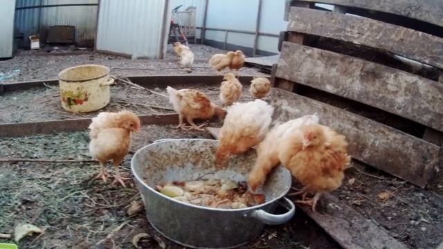 БРОЙЛЕР ПОРОДЫ РЕДБРО!!!   САМЫЕ ВЫГОДНЫЕ КУРЫ!!!