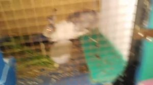 Первокролки. Не нарвала пух?Не сделала гнездо? Что же делать? маленькие крольчата)