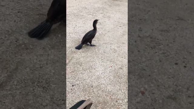 Ейск. Рыбалка с бакланом. Cormorant fishing. Fishing捕魚。