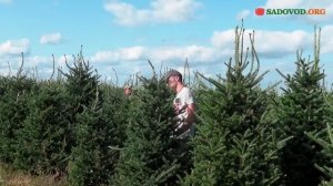 Стрижка пихт Фразера в питомниках