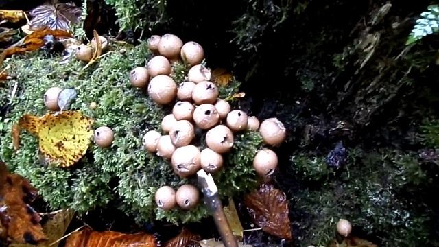 Puffing Puffballs Fungi at Spier's - A Commentary and a Demonstration смотреть онлайн