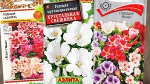 Однолетние цветы, которые можно вырастить без рассады