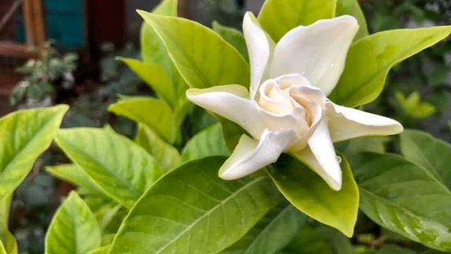 Natural beauty seen | Gardenia Plants beauty of Flowers | White flowers Clean Green Pakistan Missio смотреть онлайн