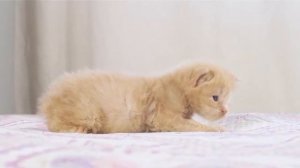 #маленькие #котята #кормление котят