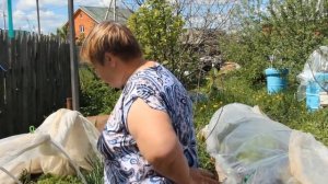 Высокая Грядка из Поддонов. Сорта Редиса. Выращиваем Редис Все Лето!