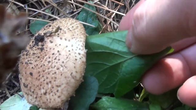 Tüskés őzlábgomba - '17. 10. 02. - Cserhát смотреть онлайн