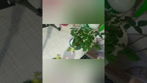 Как спасти магазинную розу и хризантему
