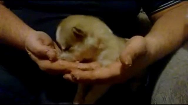 Щенок хаски - мясоед. смотреть онлайн