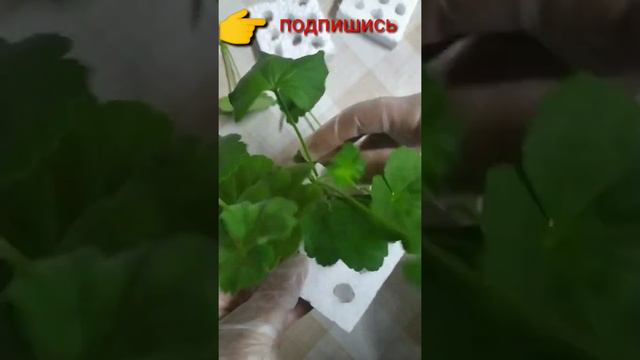 Укорение черенков 🧐 на плавучем пенопласте!!((оригинальный лайфхак))