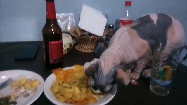Сфинксы любят чипсы 😋