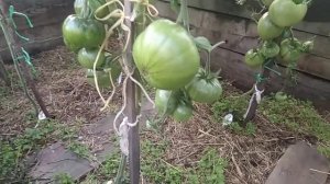 Обзор томатов Индийское мясо и Виагра.