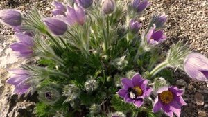 Лесные растения в саду