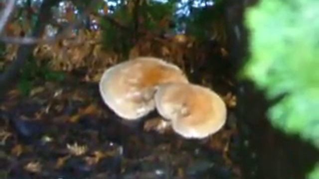 Mushrooms growing where i live смотреть онлайн