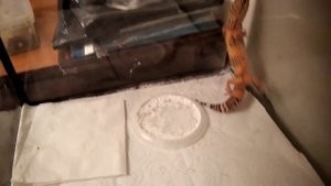 Охота эублефара на сверчков