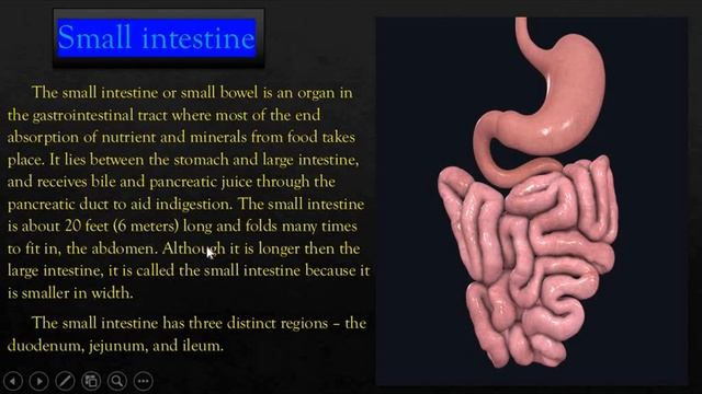 GIT - Oesophagus, Stomach, Small intestine and Large intestine. смотреть онлайн