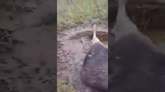 лось убил сам себя смотреть онлайн