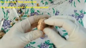Когда выкапывать гладиолусы? Обработка гладиолусов. Мои два способа.