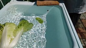 Заготовка пекинской капусты на зиму и не только!