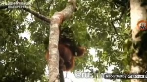 джавид озвучка в мире животных