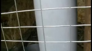 Разведение кроликов с нуля. Шед, "косяки".Кролики. ч.3.