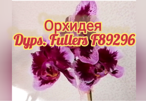 Орхидея доритенопис Fuller's 'F89296'. Домашнее цветение.