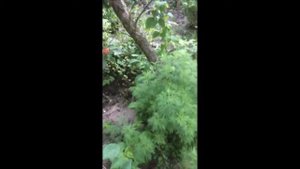 супер вкусные абрикосы г выкса тел 8 906 351 1000 саит супер-огород7910 орг