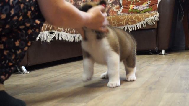 акита американская.мальчик Джем смотреть онлайн