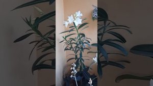 ОБЗОР КОМНАТНЫХ Растений ? Декабрь 2020г. "Цвет настроения- Белый". #комнатные_цветы #обзор_цветов