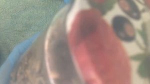 Инокуляция стерильного зерна мицелием на агаре для выращивания шампиньонов