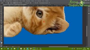 Вырезаем с помощью фотошопа из фона пушистого котенка . Кисть для дорисовки шерсти