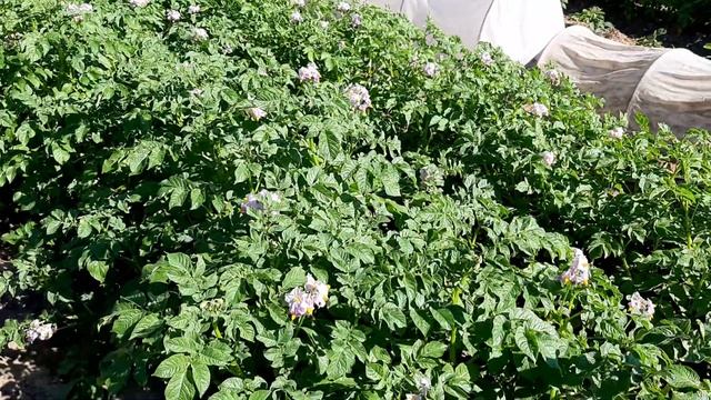 Очень коротко о выращивании картофеля смотреть онлайн