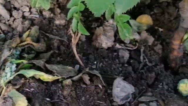 Второй этап рождения розы - снятие плёнки с окулянтов ??????!