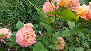 Система  подкормки роз