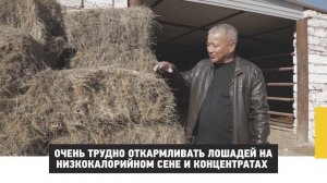 Откорм лошадей с применением гидропонного корма