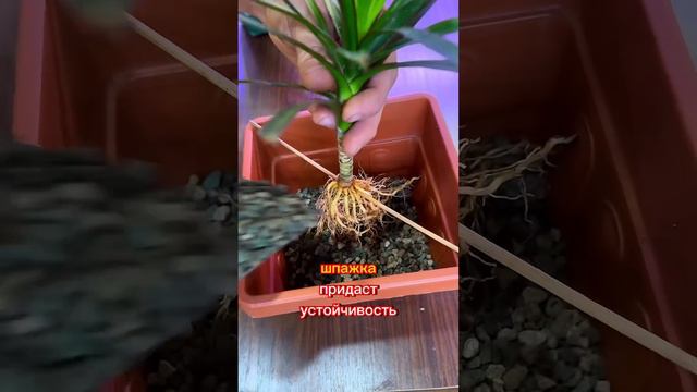 У каких комнатных растений заглублять корневую шейку а у каких нет?