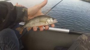 Ловля окуня поплавочной удочкой на живца!