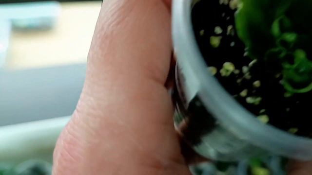 Часть 2 ! РЕЗУЛЬТАТ !!! НЕОБЫЧНОГО УКОРЕНЕНИЯ !!! Завершаем наш эксперемент !