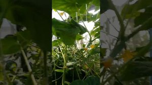 Зелёнка для огурцов!