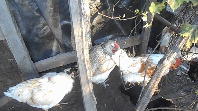 как отучить курицу сидеть на яйцах практический пример 3 часть смотреть онлайн