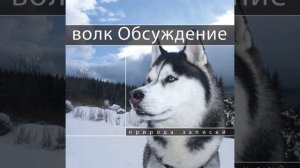 Волк Обсуждение 8